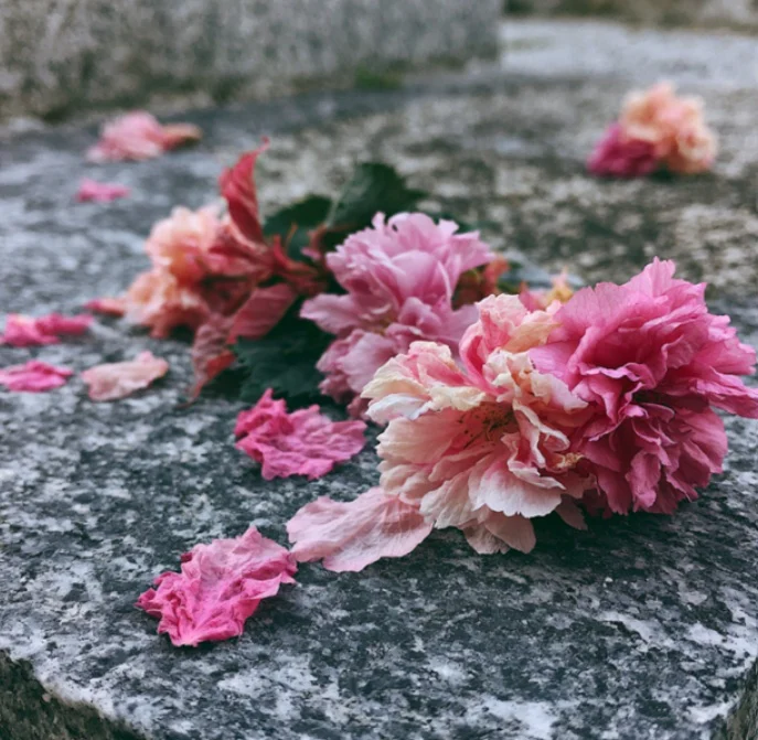 Pink memorial flowers resting on a cemetery gravestone in Jamaica Plain, MA.